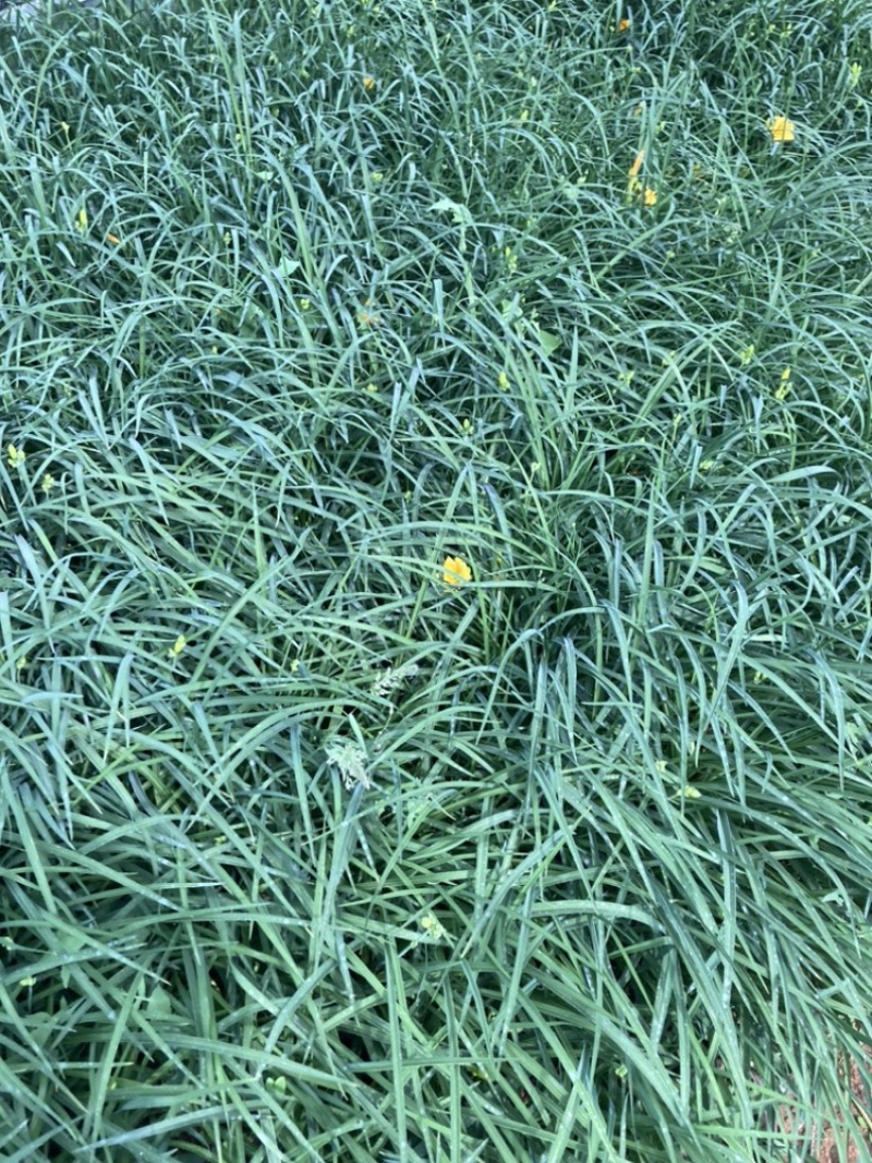 金娃娃萱草云南苗圃基地直销大量供应大杯苗