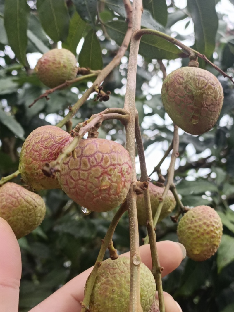 荔枝（科技一号）