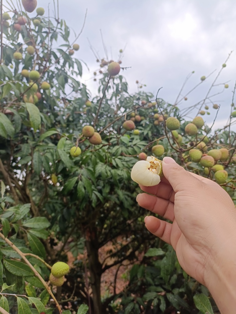 荔枝（科技一号）