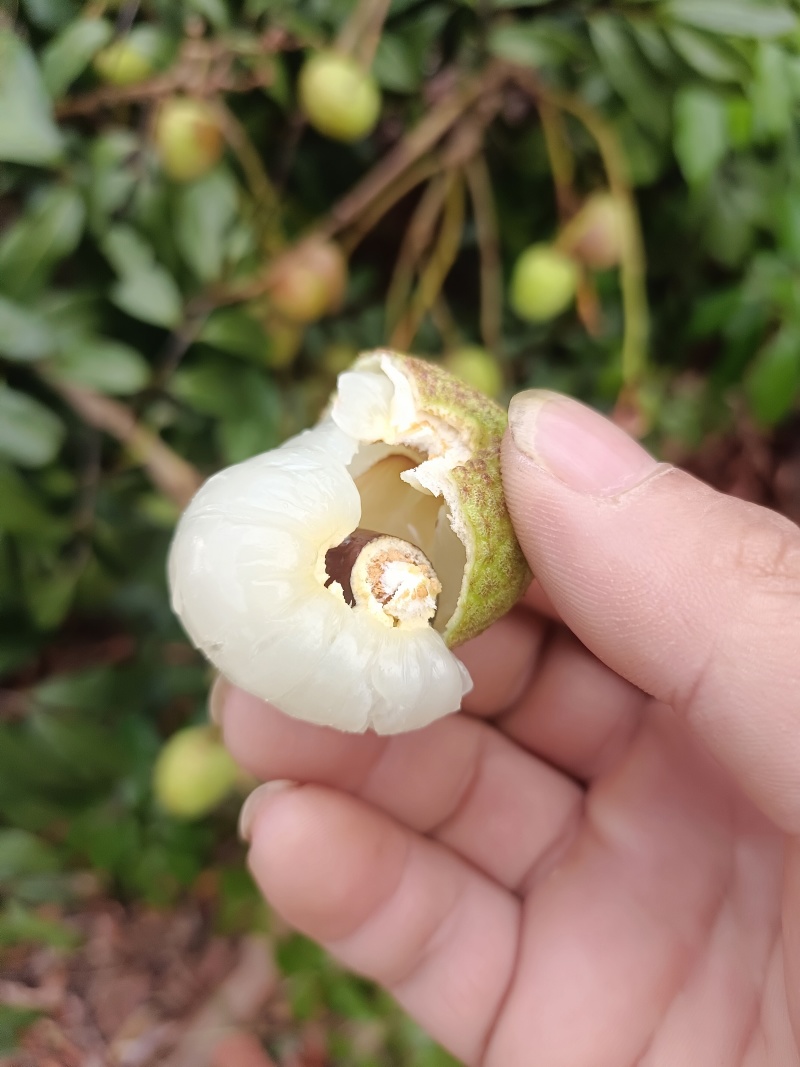 荔枝（科技一号）