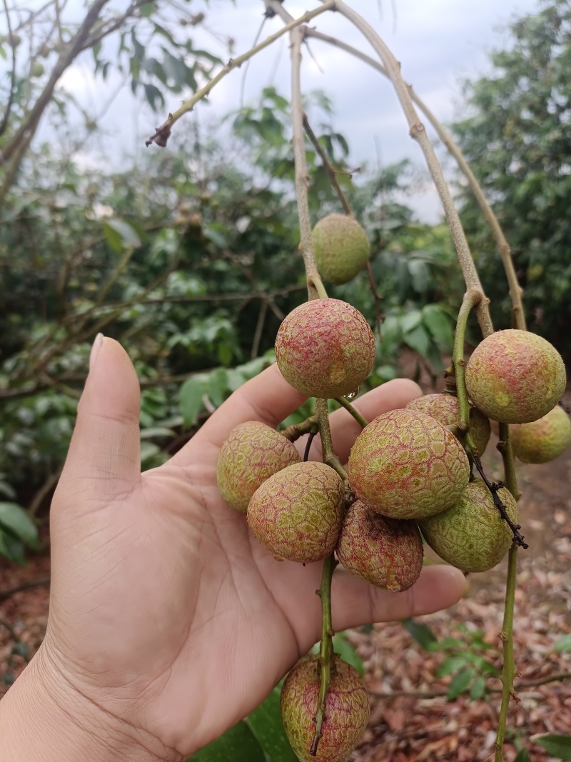 荔枝（科技一号）