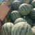 西瓜精品头茬美都大棚西瓜正在大量供应中欢迎订购