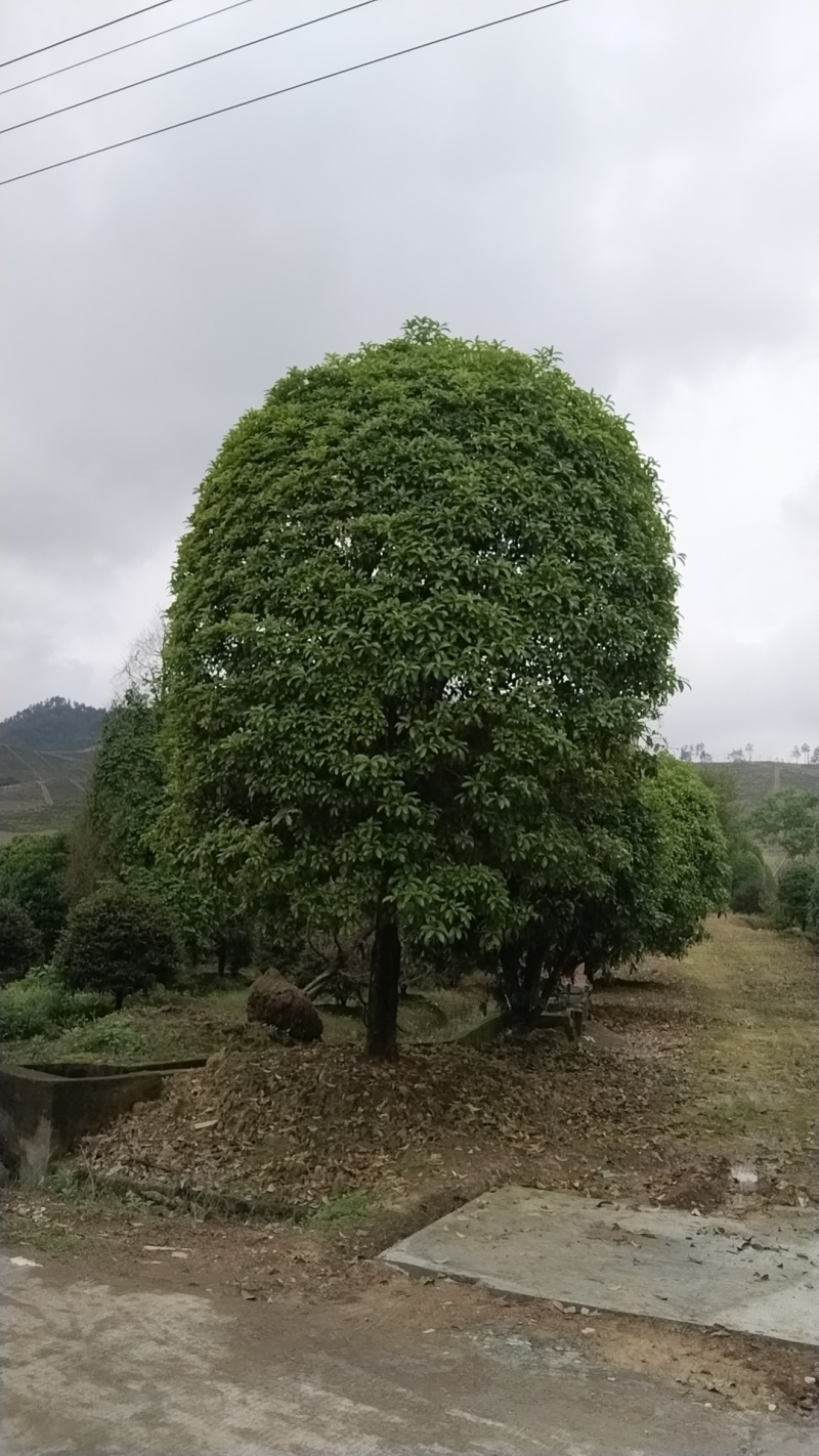 400亩左右的苗木便宜卖了品种有桂花树，罗汉松等