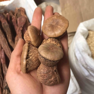 风流果货源充足质量好价格低欢迎选购