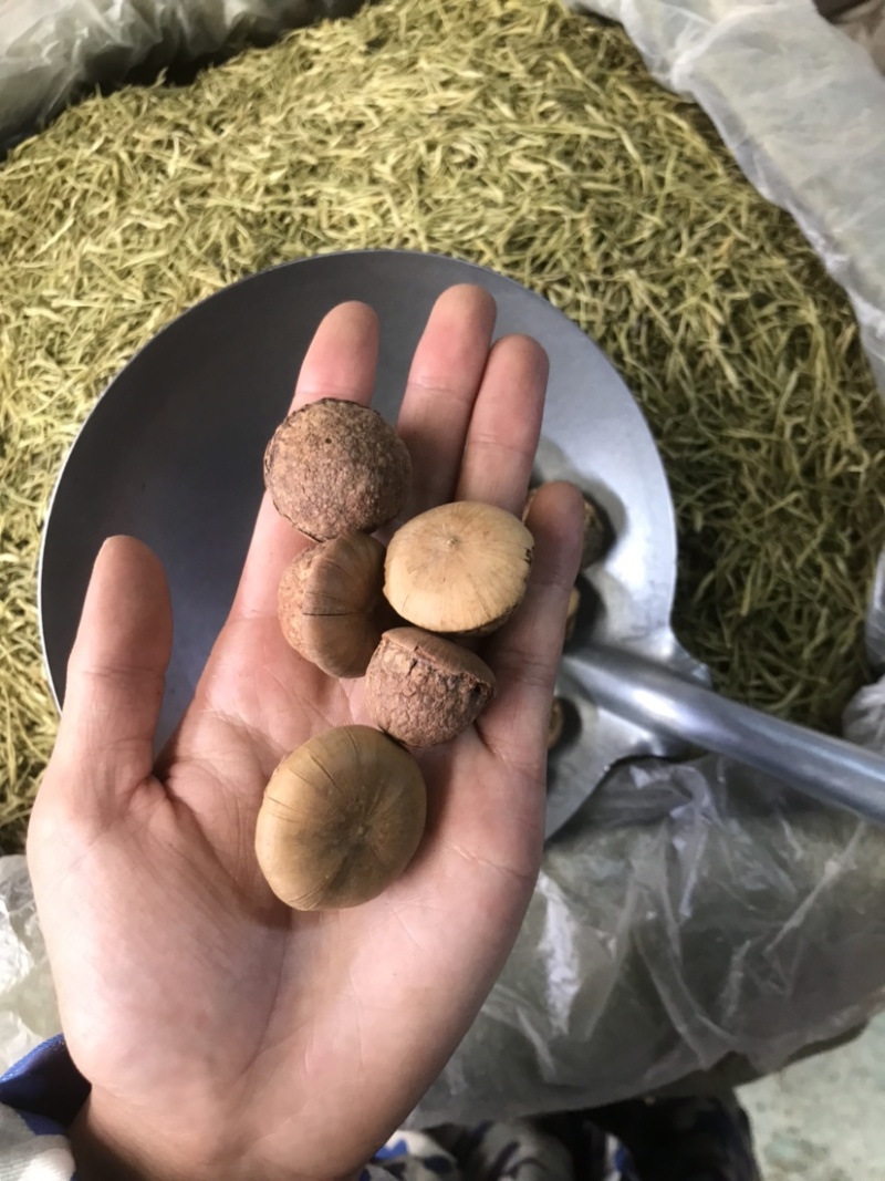 风流果货源充足质量好价格低欢迎选购