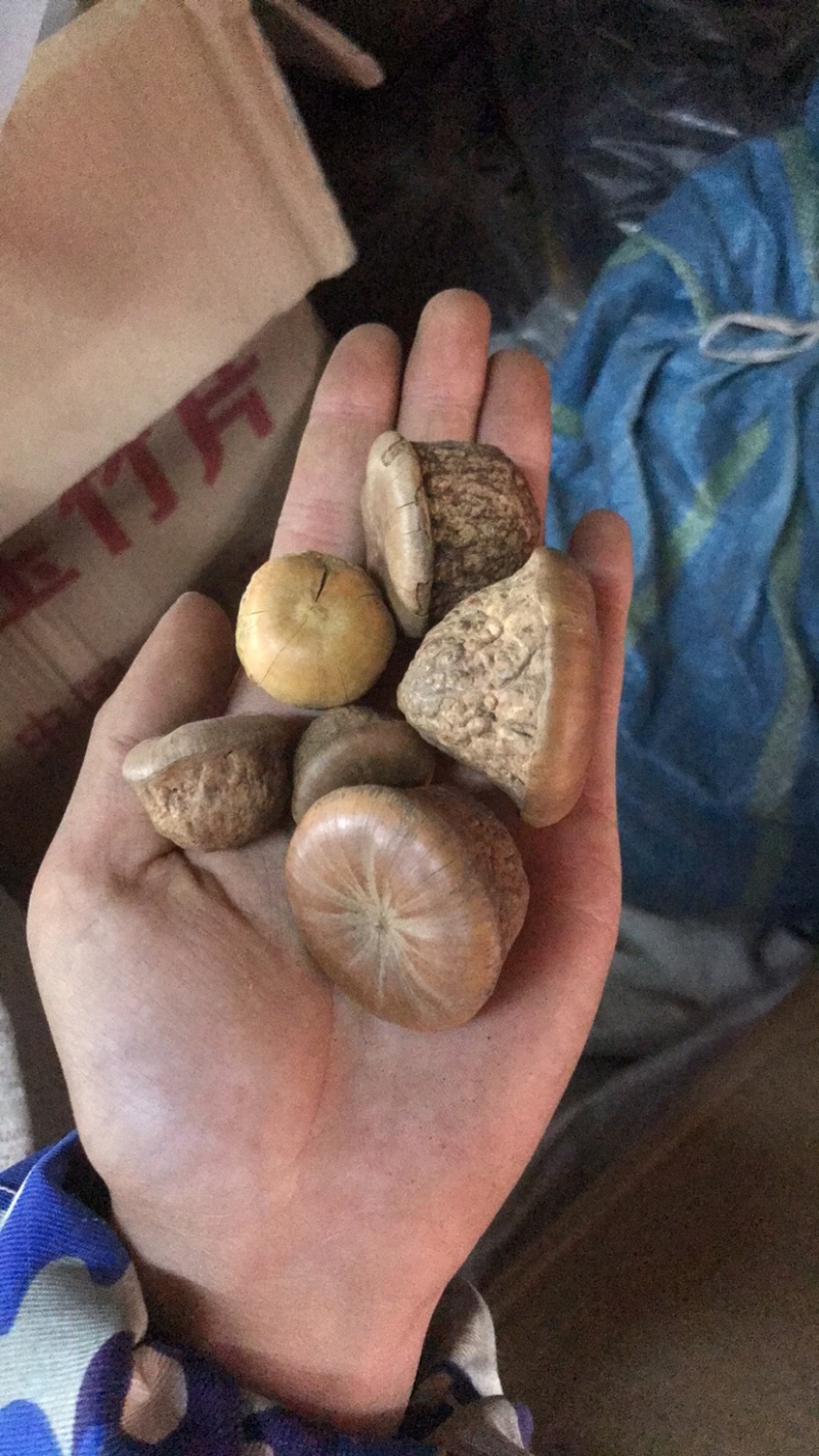 风流果货源充足质量好价格低欢迎选购