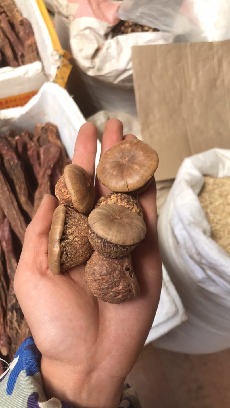 风流果货源充足质量好价格低欢迎选购