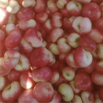 大棚油蟠桃成熟上市产地种植户直供几万斤