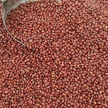 东北红豆红小豆日本红豆颗粒饱满价格合理全国发货