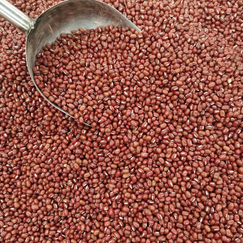 东北红豆红小豆日本红豆颗粒饱满价格合理全国发货