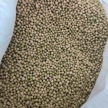 毛豆豆种