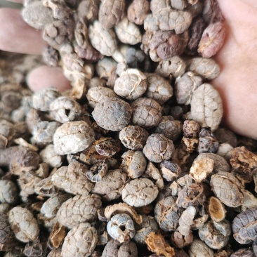 砂仁米进口去皮砂仁米颜色好批发零售各种规格