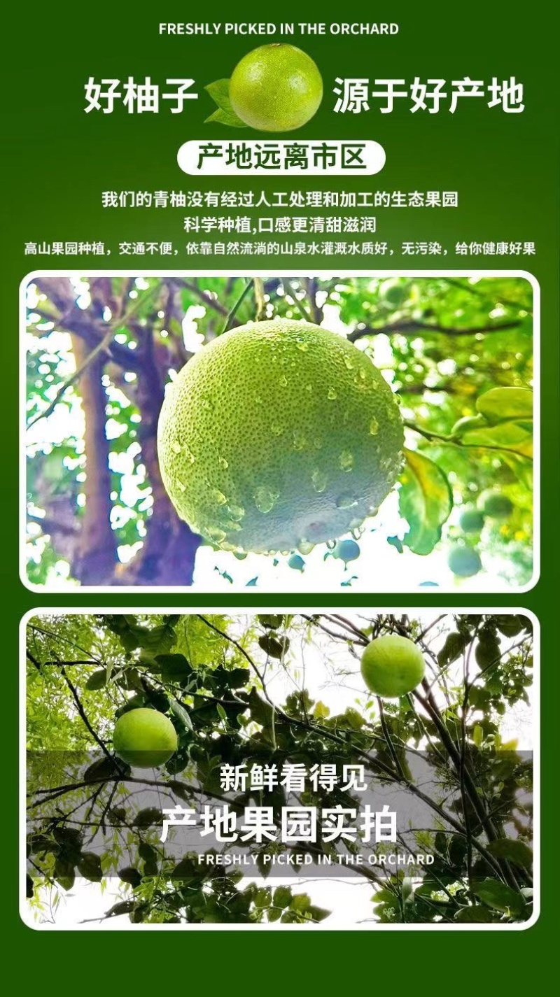 泰国青柚支持各大平台一件代发，质量保证，零售后爆