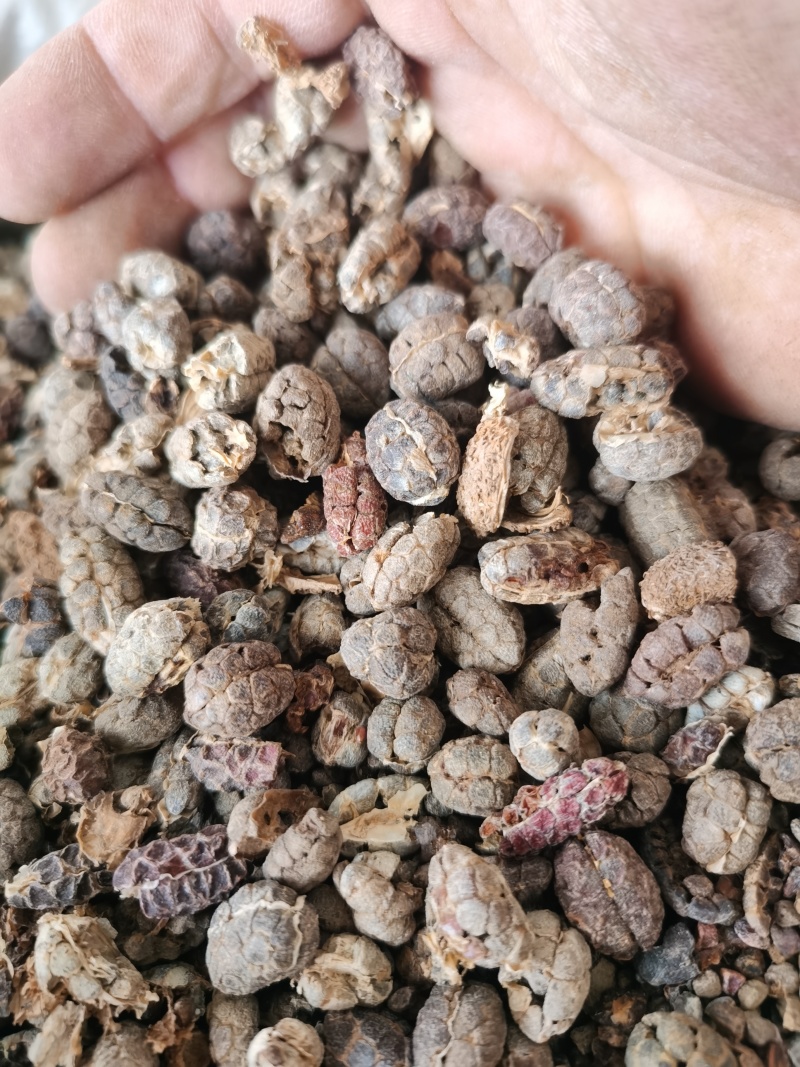 砂仁米进口去皮砂仁米颜色好批发零售各种规格