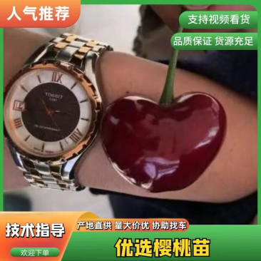 车厘子俄罗斯8号大樱桃苗1~3年苗含香耐寒根系