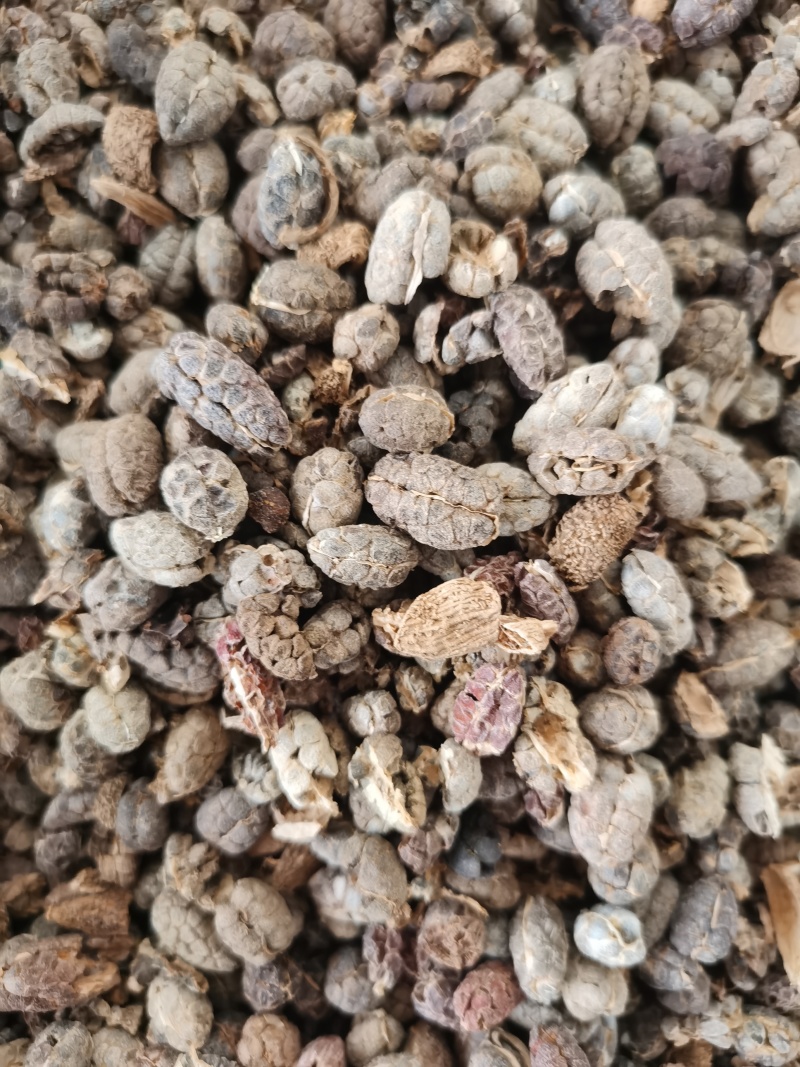 砂仁米进口去皮砂仁米颜色好批发零售各种规格