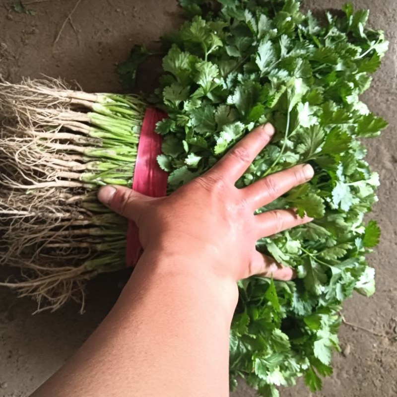 精品香菜大量现货
