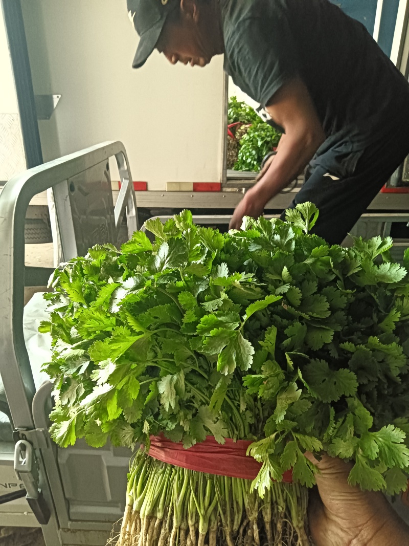 精品香菜大量现货