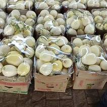 河北沧州白甜瓜产地直供货发全国欢迎来电