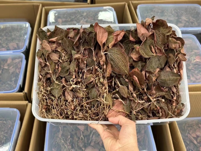 金线莲金线兰金线莲干货大货批发