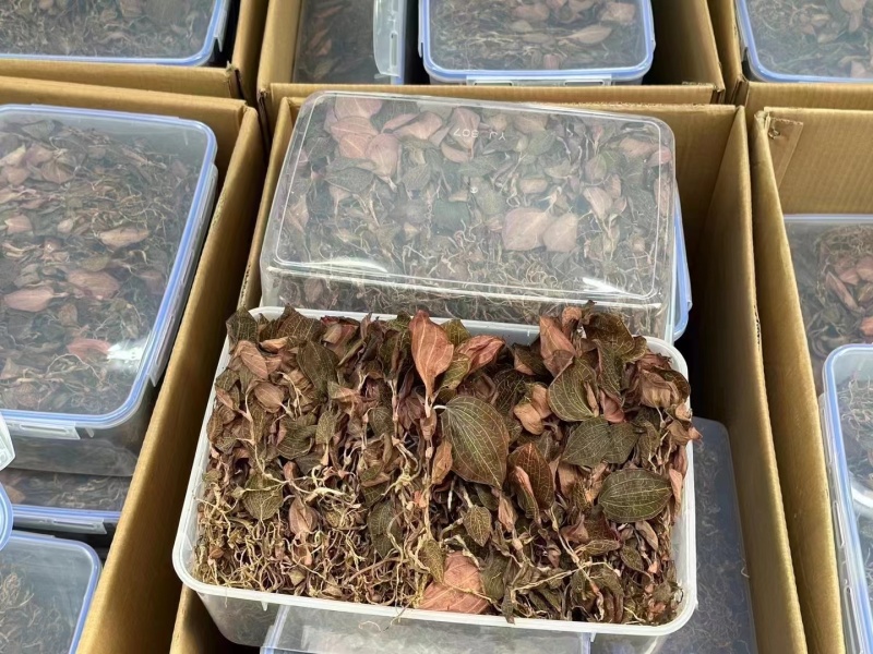 金线莲金线兰金线莲干货大货批发