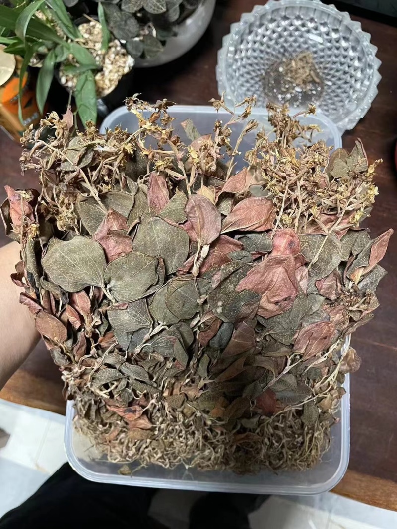 金线莲金线兰金线莲干货大货批发