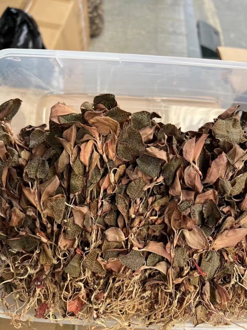 金线莲金线兰金线莲干货大货批发