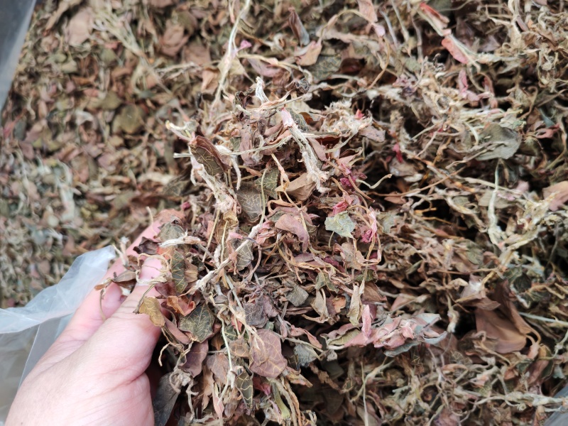 金线莲金线兰金线莲干货大货批发