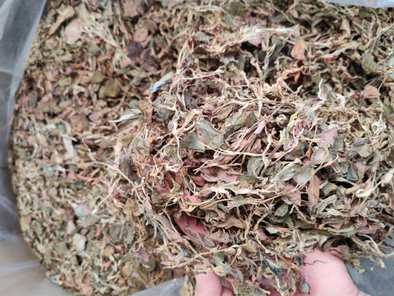 金线莲金线兰金线莲干货大货批发