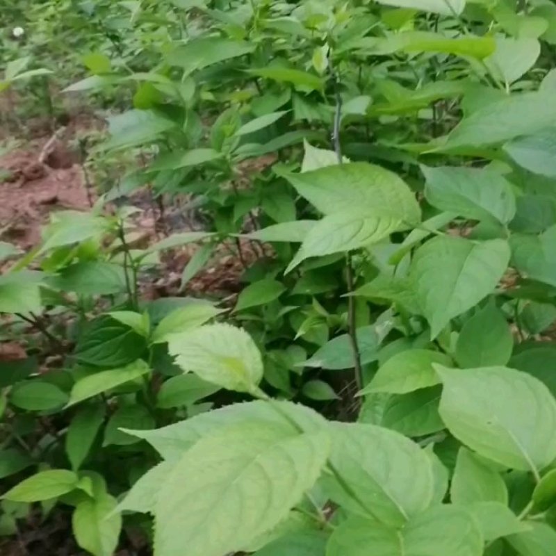 杜仲苗，杜仲种植解单，生命力强，管理初放，可做绿化