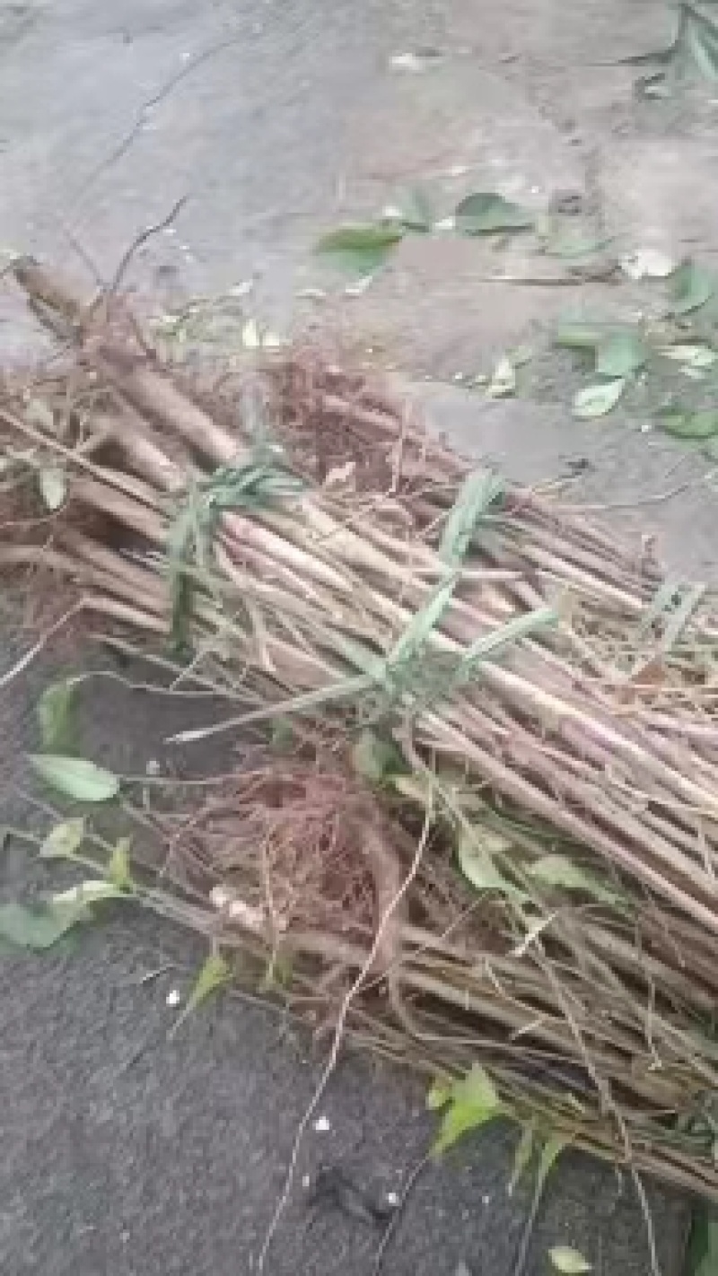 杜仲苗，杜仲种植解单，生命力强，管理初放，可做绿化