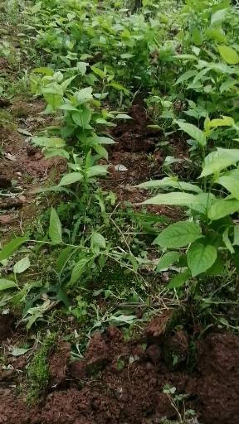 杜仲苗，杜仲种植解单，生命力强，管理初放，可做绿化