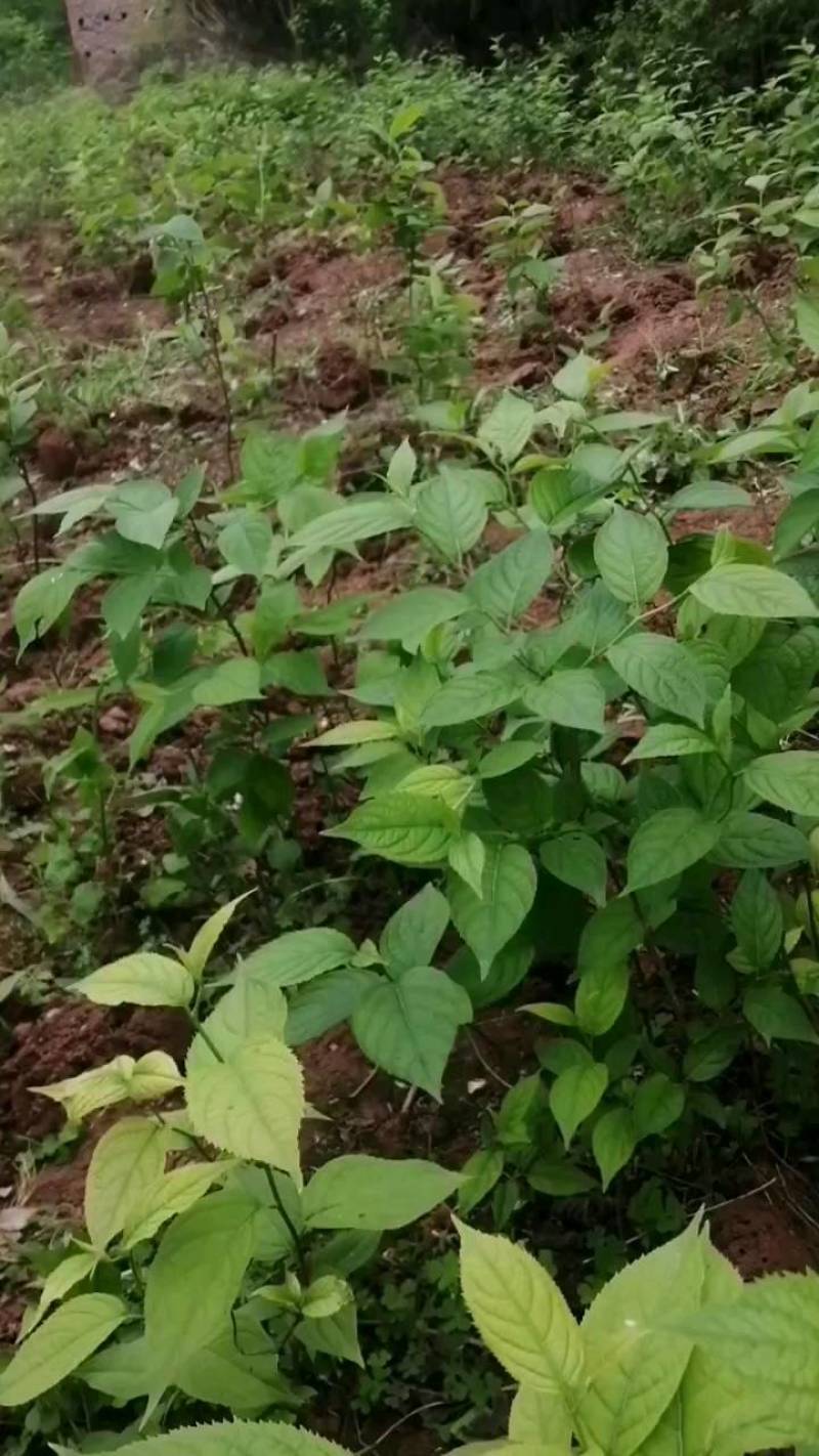 杜仲苗，杜仲种植解单，生命力强，管理初放，可做绿化