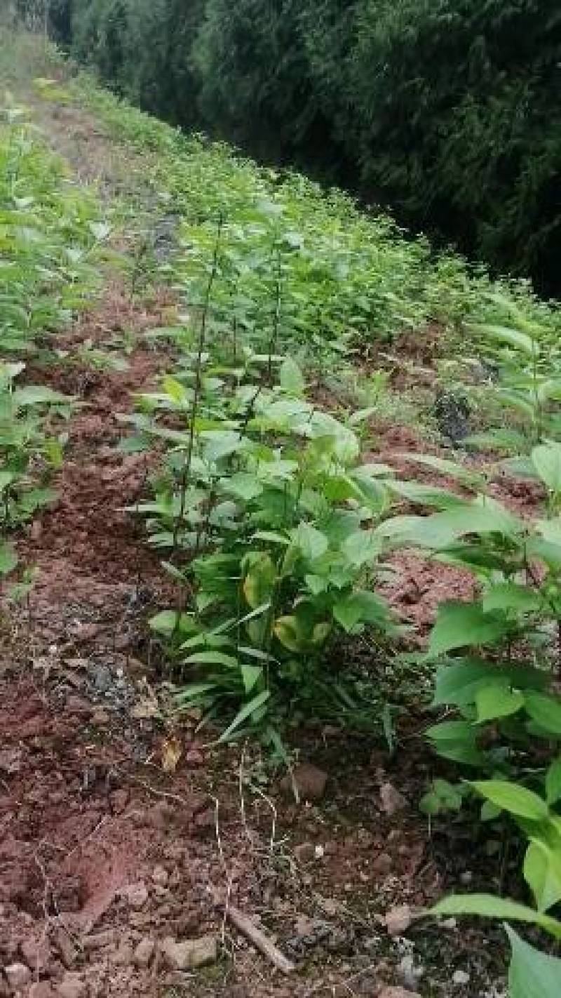 杜仲苗，杜仲种植解单，生命力强，管理初放，可做绿化