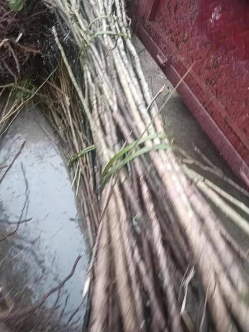 杜仲苗，杜仲种植解单，生命力强，管理初放，可做绿化