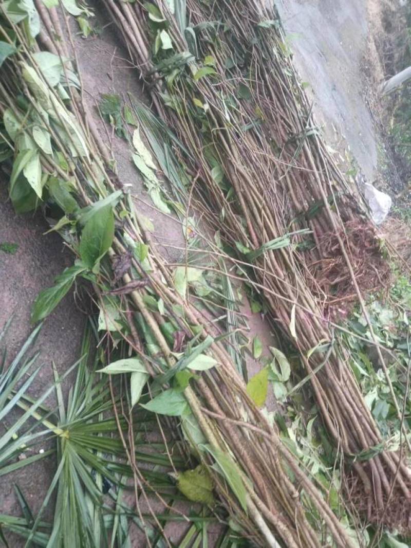 杜仲苗，杜仲种植解单，生命力强，管理初放，可做绿化