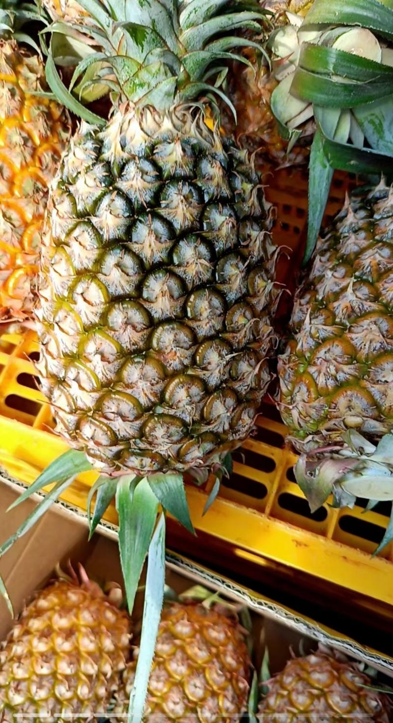 【一手货源产地直发】精品菠萝手撕菠萝！！！！！！！
