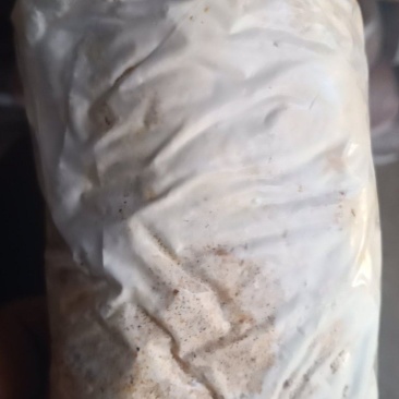 喻黄蘑菌种