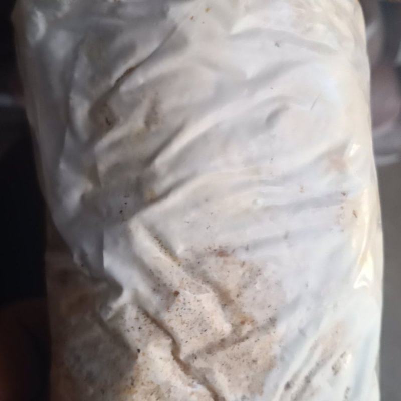 喻黄蘑菌种