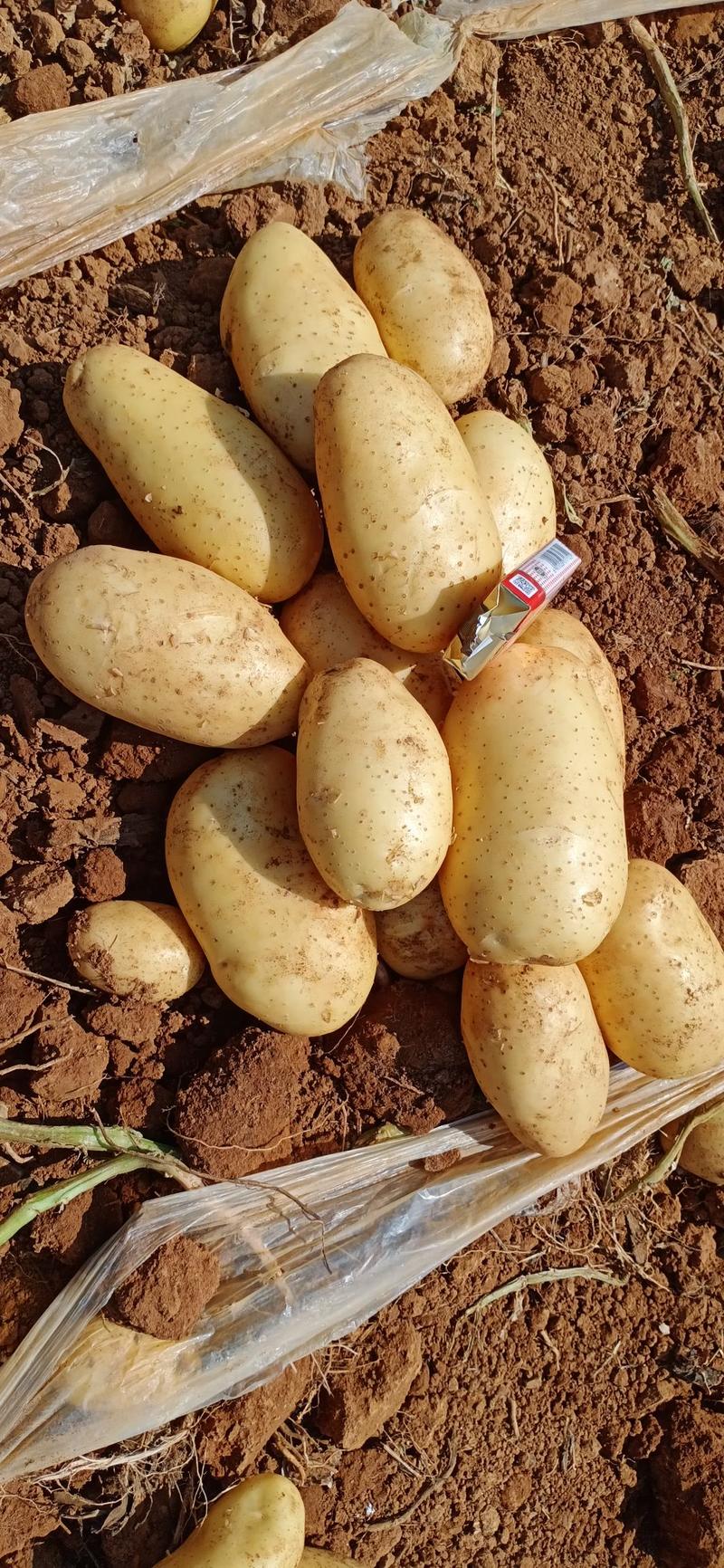 云南黄心土豆（沃土、V7、丽薯）质优价廉。