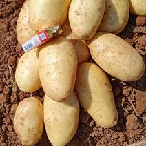 黄心土豆（沃土、V7、实验一、希森）质优价廉。
