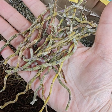批发铁皮石斛干条500克包邮石斛打粉料煲汤煮汤干货批发