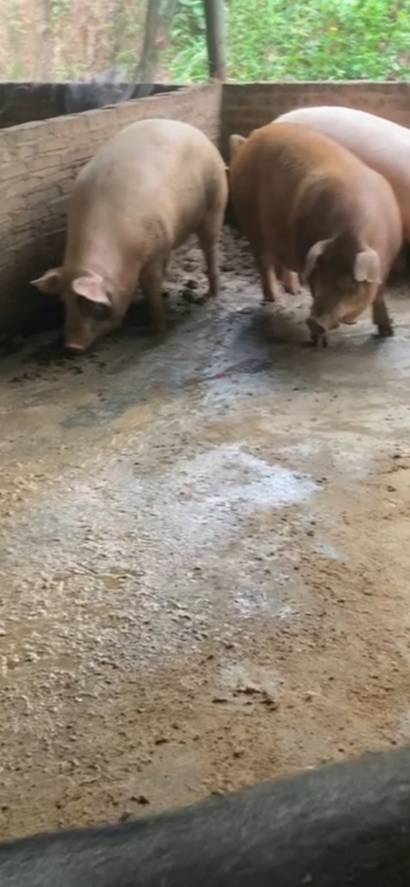 农村大肥猪