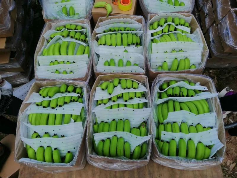 产地货源～抹花蕉～巴西品种
