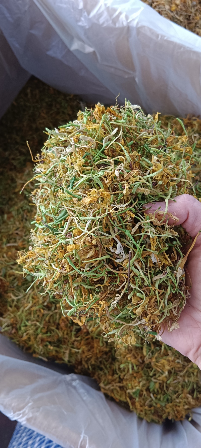 广西马山金银花，五彩花