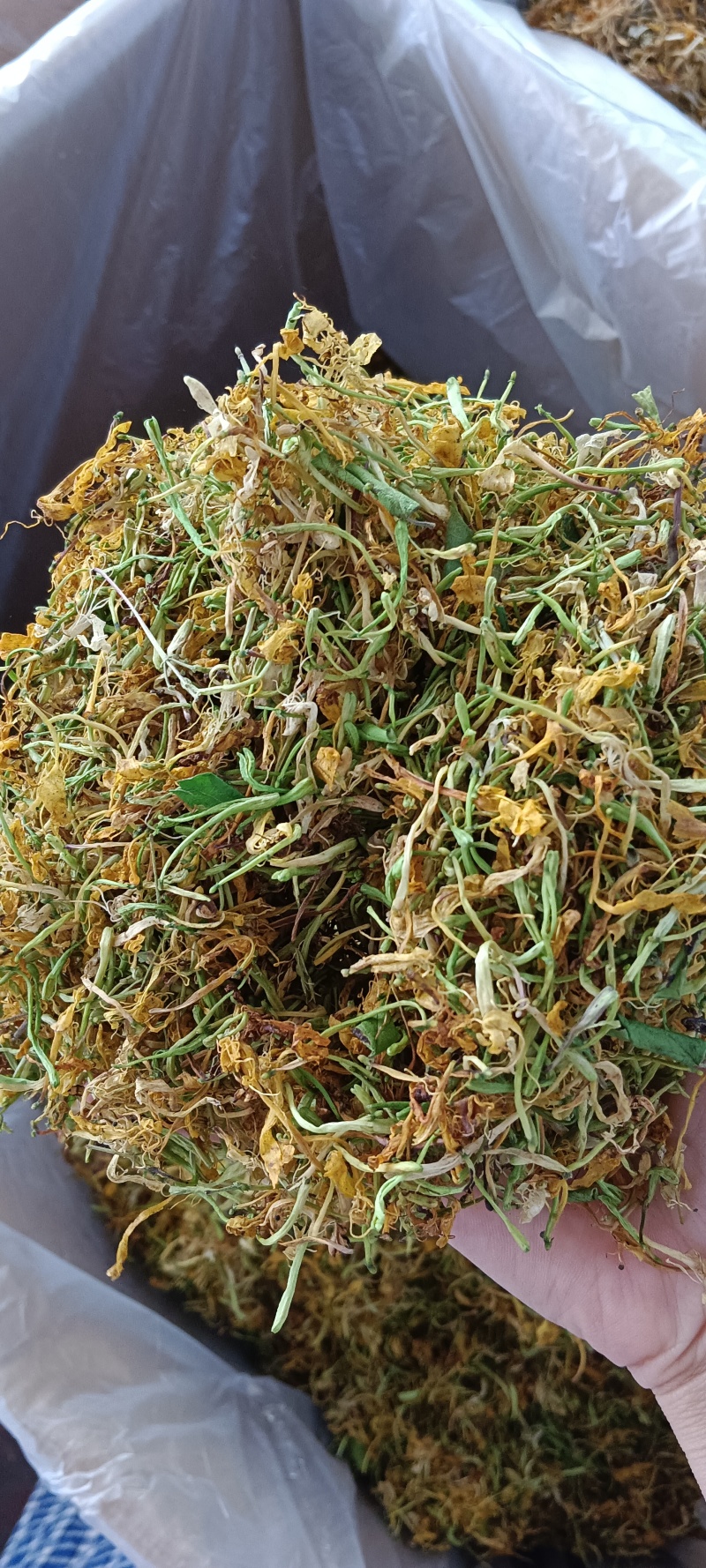 广西马山金银花，五彩花