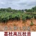 高压圈荔枝树苗冰荔荔枝苗仙进奉桂味无核当年结果南方种植庭