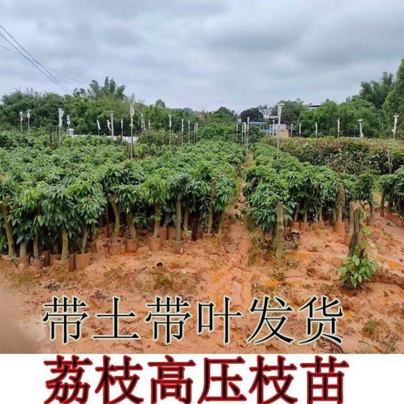 高压圈荔枝树苗冰荔荔枝苗仙进奉桂味无核当年结果南方种植庭