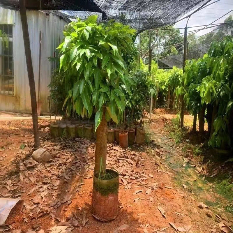 高压圈荔枝树苗冰荔荔枝苗仙进奉桂味无核当年结果南方种植庭