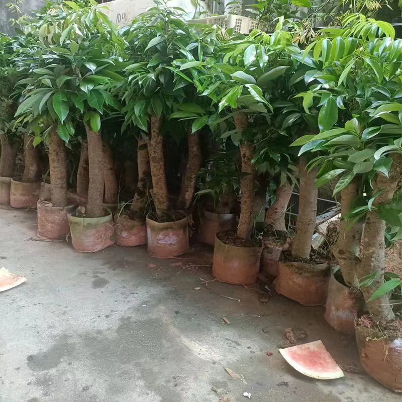 高压圈荔枝树苗冰荔荔枝苗仙进奉桂味无核当年结果南方种植庭